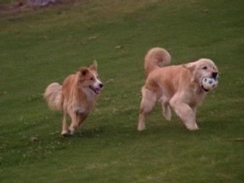 7th Heaven Season 3 Episode 20 - All Dogs Go to Heaven