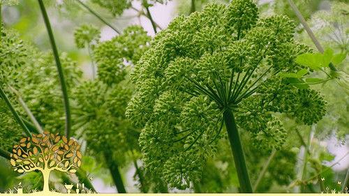 Gardeners' World Season 54 Episode 16 - Episode 16