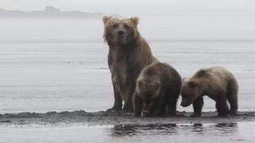 The Tracker's Diary: Bears of Katmai Season 1 Episode 5 - Neighbors, Old and New
