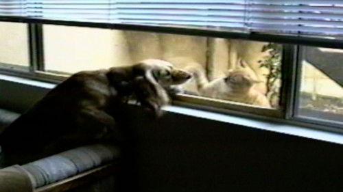 Funniest Pets & People Season 4 Episode 6 - Wet and Wild