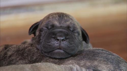 Too Cute Season 4 Episode 9 - Little Lion Pups