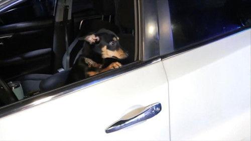 On Patrol: Live Season 4 Episode 3 - Car into a Pole