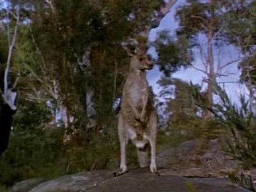 Skippy the Bush Kangaroo Season 1 Episode 1 - Poachers