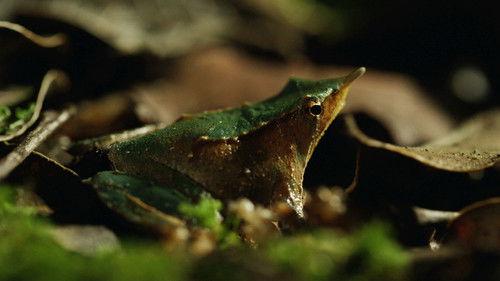 Wild Chile Season 1 Episode 2 - Land Before Time