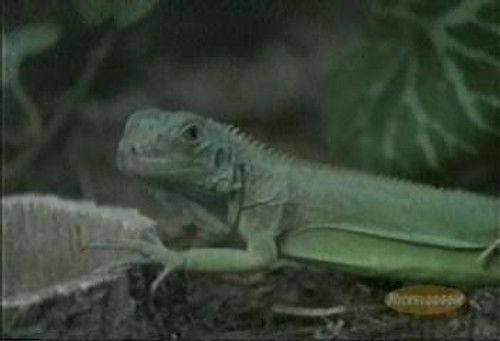 Animorphs Season 1 Episode 4 - On the Run