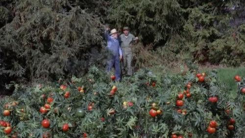 Gomer Pyle, U.S.M.C. Season 4 Episode 25 - The Price of Tomatoes