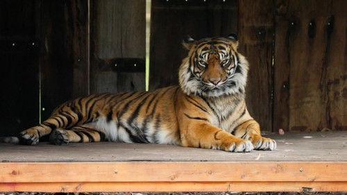 Taronga: Who's Who in the Zoo Season 6 Episode 3 - Toothless Tiger