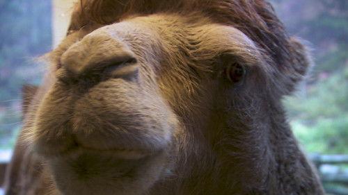 Dyrepasserne Season 7 Episode 14 - Episode 14