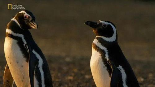 Wild Argentina: Extreme Earth Season 1 Episode 1 - Dangerous Waters