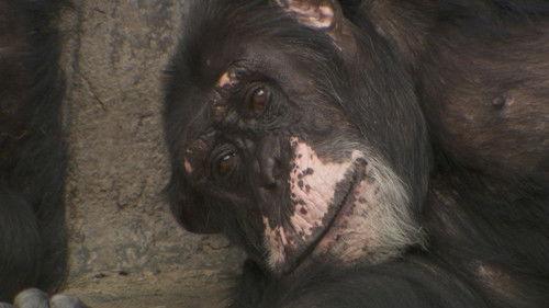 Dyrepasserne Season 8 Episode 10 - Episode 10