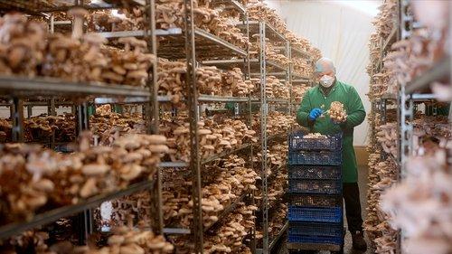 You Are What You Eat: A Twin Experiment Season 1 Episode 4 - Episode 4