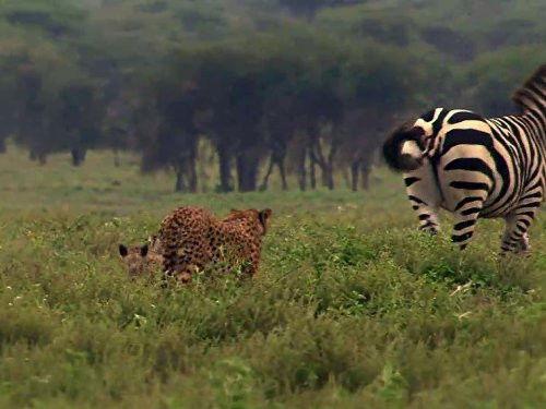 Great Migrations Season 1 Episode 7 - Rhythm of Life