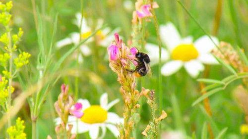 Countryfile Season 34 Episode 21 - Plant Britain Spring Special