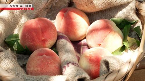 Trails to Oishii Tokyo Season 7 Episode 15 - Peaches