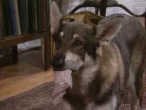 The Littlest Hobo Season 4 Episode 13 - The Loneliest Day of the Week