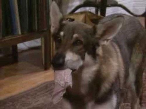The Littlest Hobo Season 4 Episode 13 - The Loneliest Day of the Week