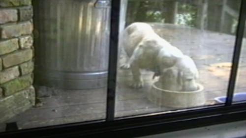 Funniest Pets & People Season 4 Episode 12 - Llama Drama