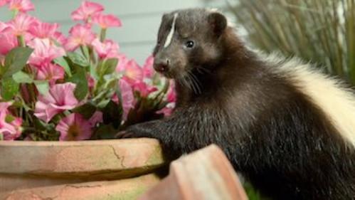 Tiny Creatures Season 1 Episode 8 - New Hampshire