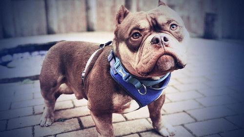 Panorama Season 71 Episode 2 - Dogs, Dealers and Organised Crime