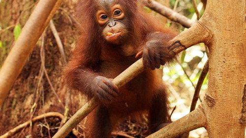 Orangutan Jungle School Season 2 Episode 8 - Outbreak!
