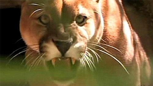 MonsterQuest Season 1 Episode 7 - Lions in the Suburbs