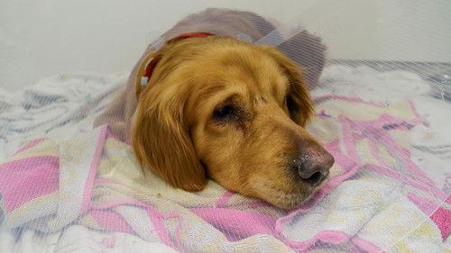 The Supervet: Noel Fitzpatrick Season 16 Episode 6 - Episode 6