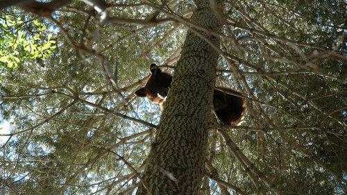 Nature Season 24 Episode 9 - Animals Behaving Worse