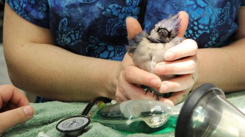 Dr. K's Exotic Animal ER Season 1 Episode 6 - Kink-achoo!