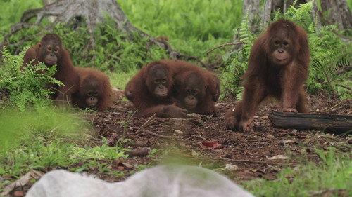 Orangutan Jungle School Season 1 Episode 7 - Handle With Care