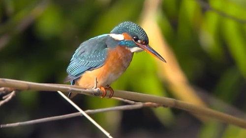 Countryfile Season 36 Episode 12 - Troubled Waters