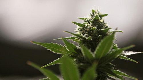 Explained Season 1 Episode 12 - Weed