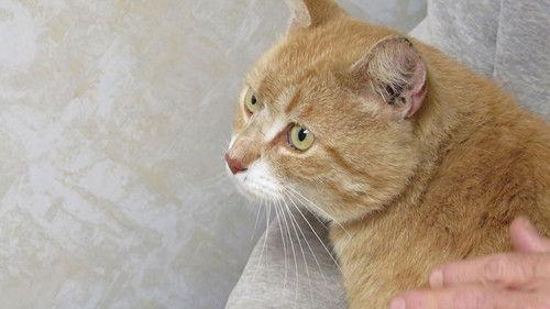 The Incredible Dr. Pol Season 11 Episode 6 - Pe-Pol's Choice