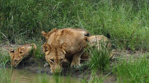 Animals Gone Wild With Jaaved Jaaferi Season 1 Episode 1 - Ambushed