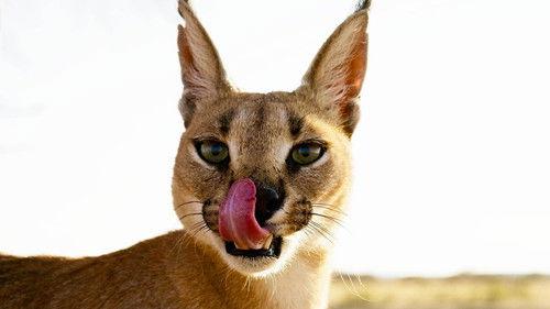 The Story of Cats Season 1 Episode 2 - Cute Response