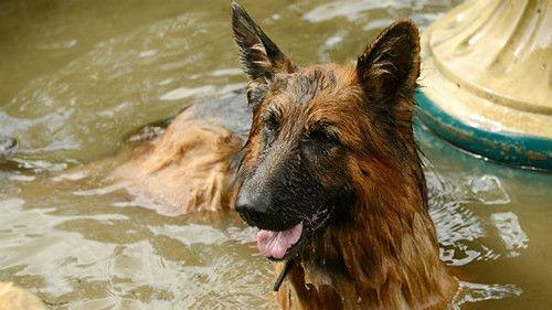 Komisarz Alex Season 4 Episode 6 - Episode 6