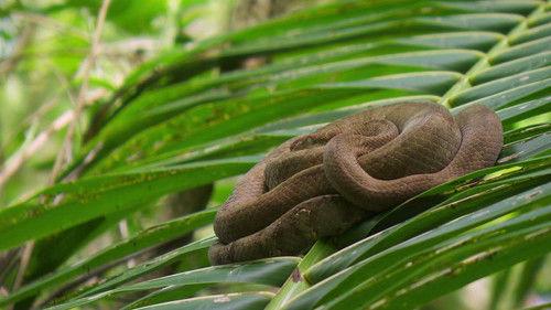 Robinson Season 19 Episode 13 - Episode 13