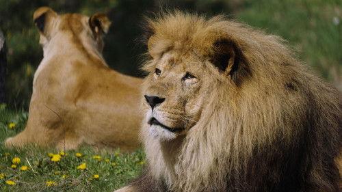 Dyrepasserne Season 12 Episode 3 - Episode 3