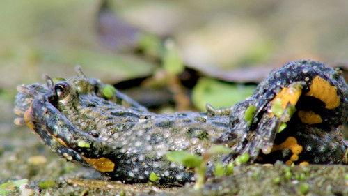 Tierische Kämpfe Season 1 Episode 2 - Episode 2