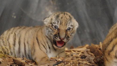 Dyrepasserne Season 11 Episode 15 - Episode 15