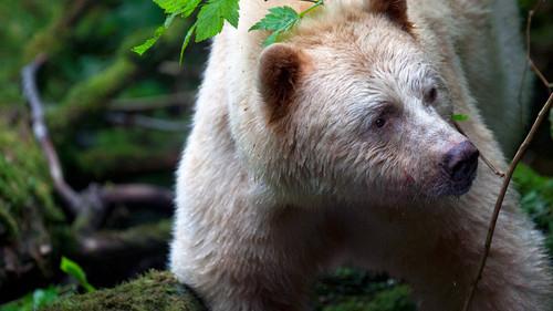 Wild Canada Season 1 Episode 1 - The Eternal Frontier