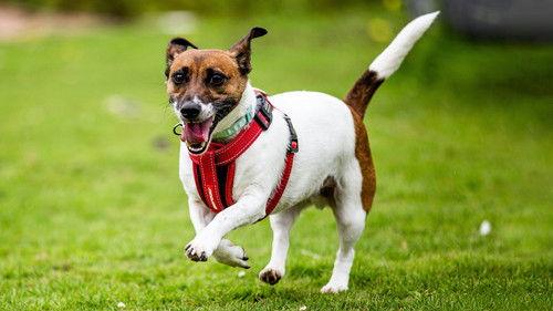 The Dog House Season 2 Episode 4 - Episode 4