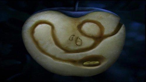 Minuscule: The Private Life of Insects Season 1 Episode 48 - The Apple Of Concord