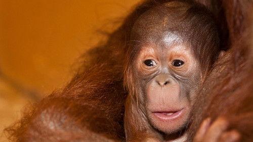 Dyrepasserne Season 2 Episode 13 - Program 13