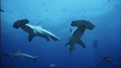 Natural World Season 23 Episode 5 - Hammerhead