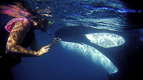 Natural World Season 31 Episode 5 - The Woman Who Swims with Killer Whales