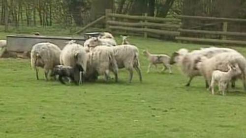 Teletubbies Season 1 Episode 6 - Lambs