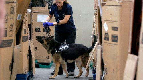 Airport Brazil: Restricted Areas Season 5 Episode 3 - Canine Instinct