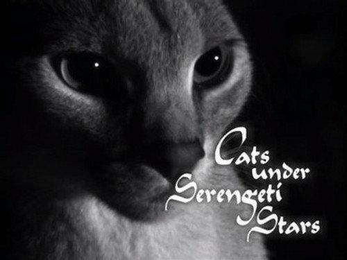 Natural World Season 21 Episode 9 - Cats Under the Serengeti Stars