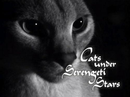 Natural World Season 21 Episode 9 - Cats Under the Serengeti Stars