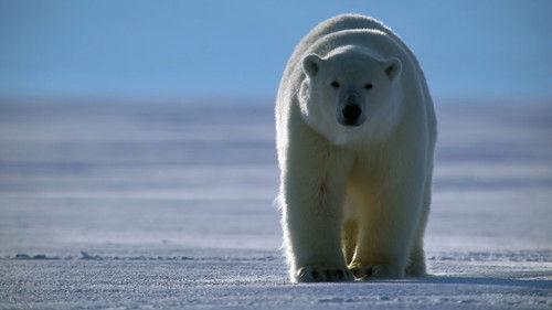 undefined Season 2 Episode 3 - Bears